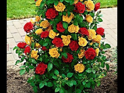 01. How to multiply Roses during winter, Cum inmultim Trandafirii iarna