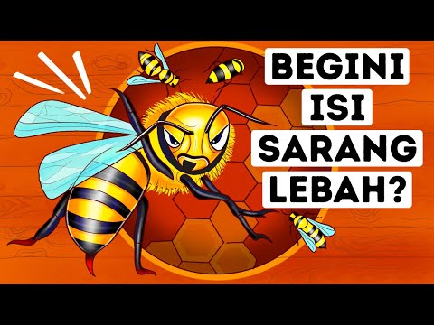 Video: Arah mana yang harus dihadapi sarang lebah?