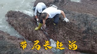 阿烽带局长到南日岛赶海，海胆海蛎随便捡，肉质鲜美太过瘾了