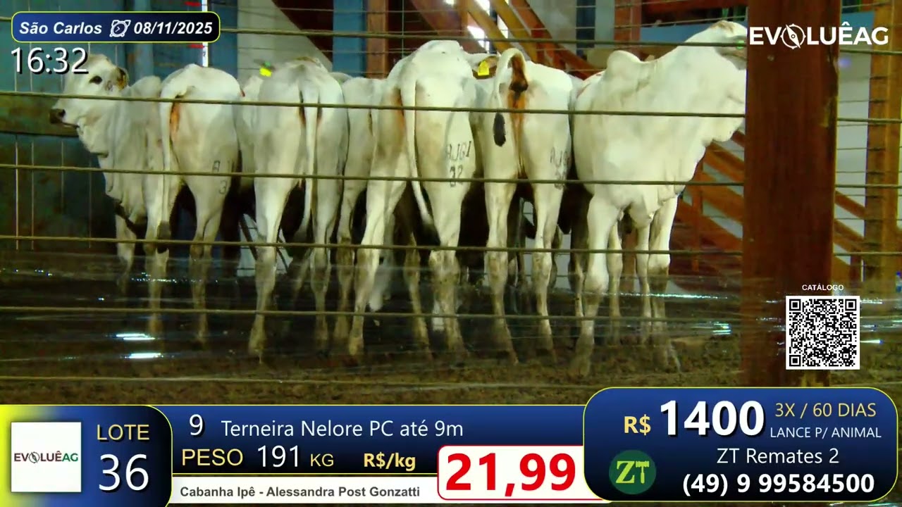 Lote 36 - São Carlos 08/11/25 | Cabanha Ipê