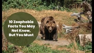 Facing Fears - Understanding Zoophobia 3 Minutes