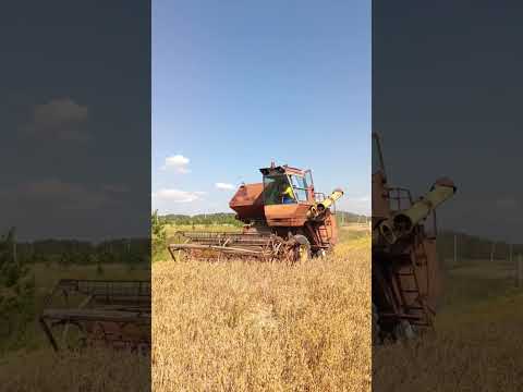 Начало уборки овса