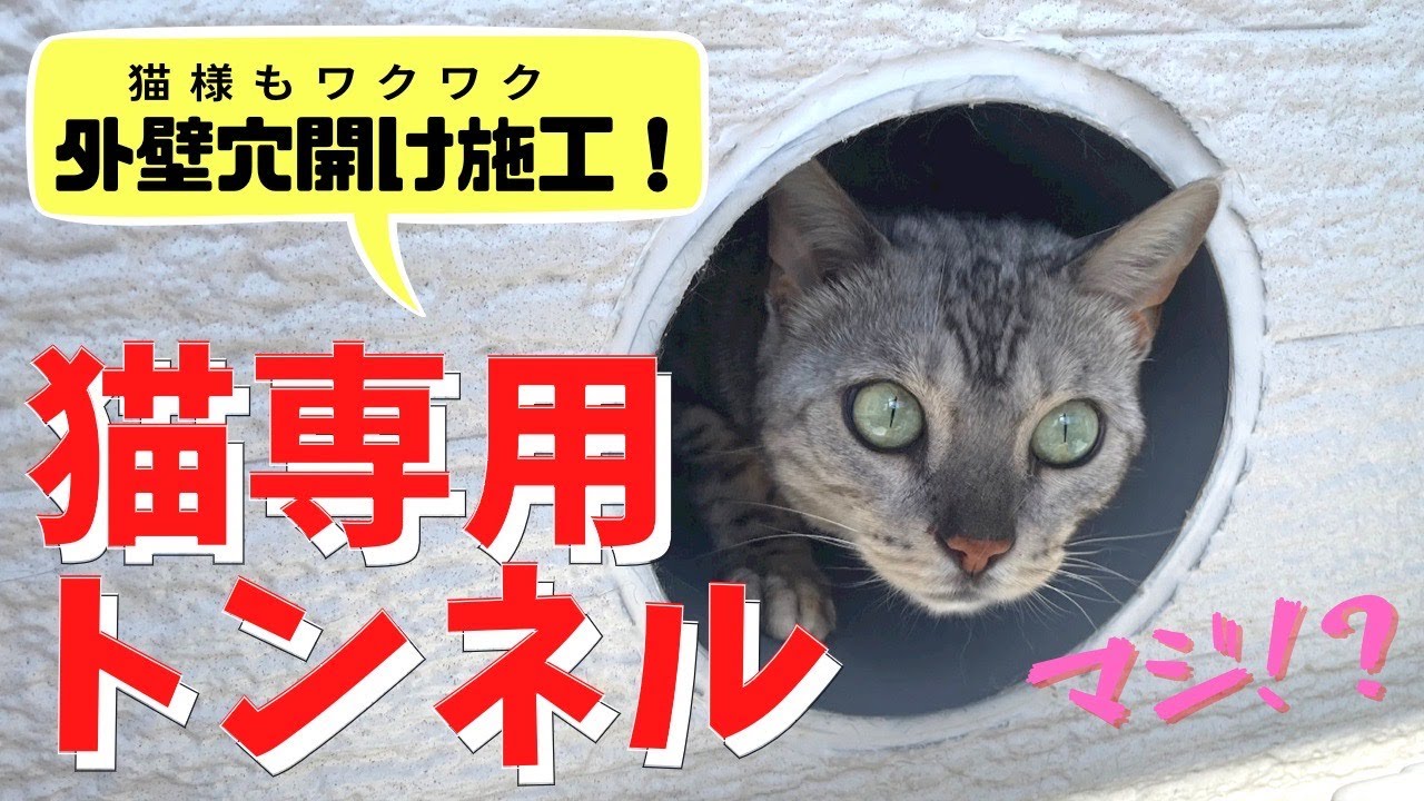 Installation Example of a Dedicated Cat Tunnel (Exterior Wall Hole