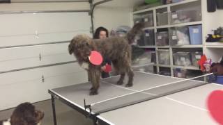 Puppy Ping Pong by Kate Friedl 88 views 7 years ago 45 seconds