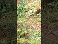 😀#trending#youtubeshorts#kuttus And Mikkus vlogs