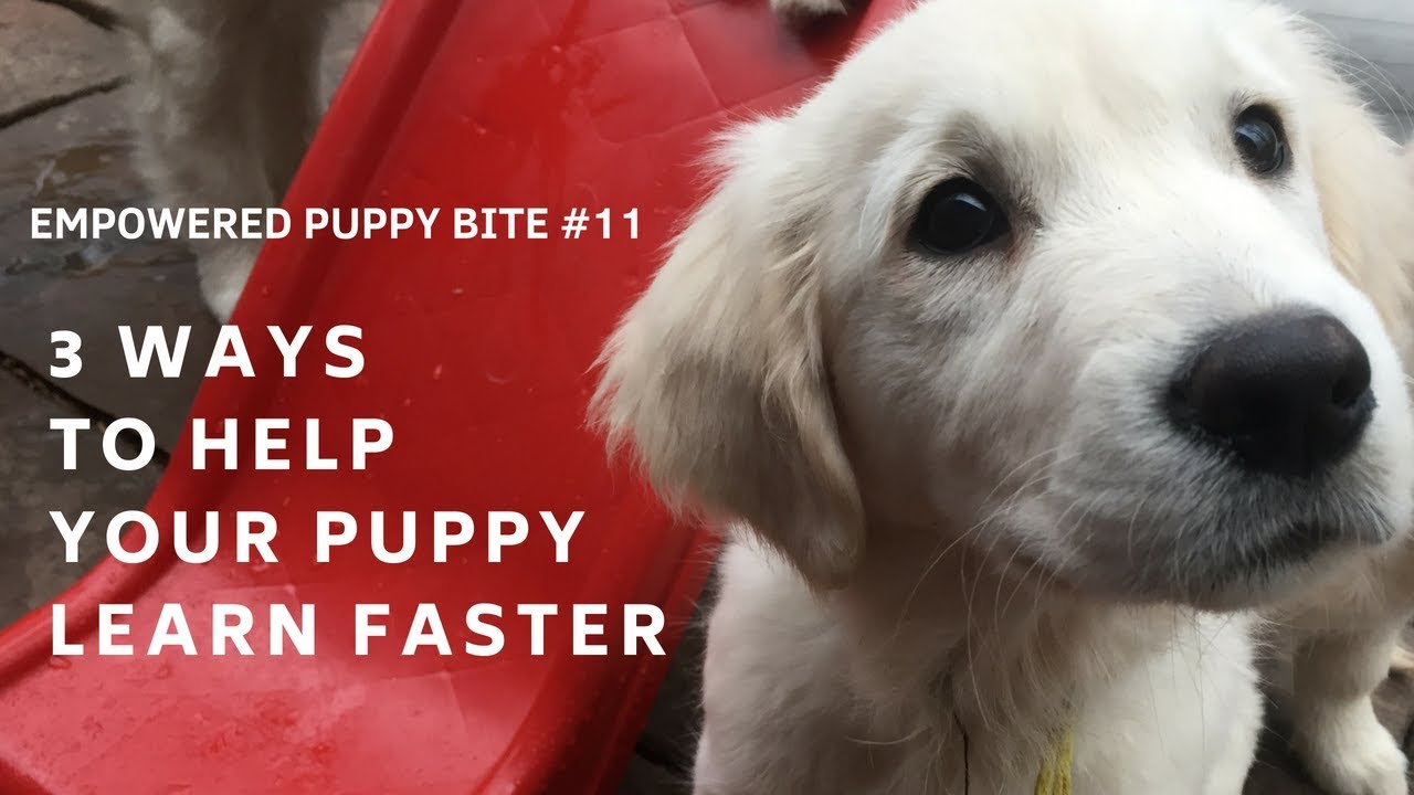 Empowered Puppy Bites 11 3 Ways to Help Your Puppy