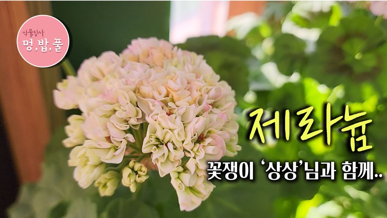 제라늄,꽃쟁이 상상 님과 #제품구입 '더보기'에 있어요