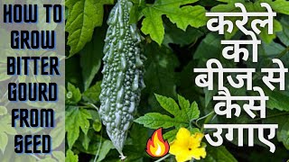 बीज से करेला कैसे उगाएं/How to grow Bitter Gourd from seed || step by step ||