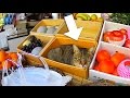 Funny Cat at a Fruit Store! /果物やさんの看板猫さん