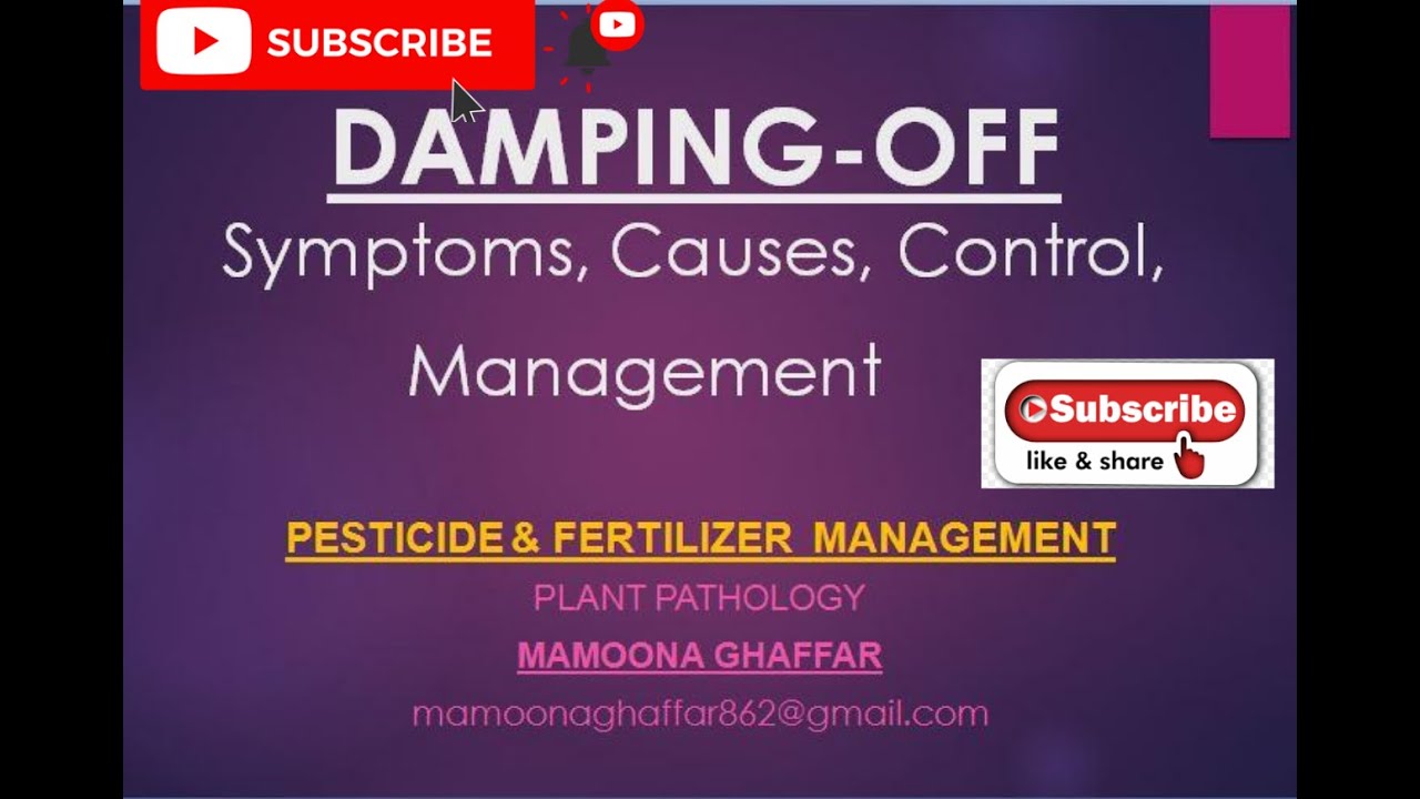 Damping-off | Symptoms, Causes, Control, Management | Plant Disease Management | Mamoona Ghaffar