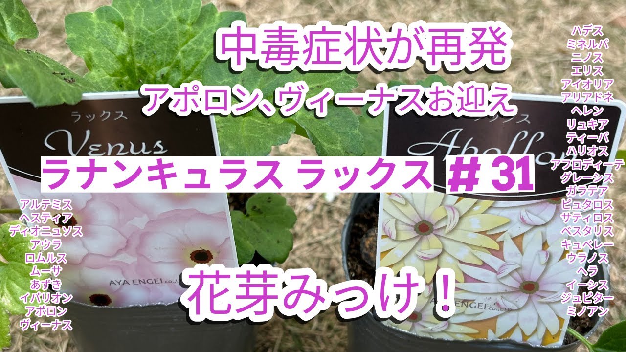 【ラナンキュラスラックス】#31 中毒再発💦アポロン、ヴィーナス仲間入り🌱花芽発見(促成栽培)🌱過保護すぎですか？
