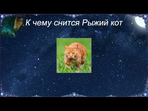 К чему снится Рыжий кот (Сонник)