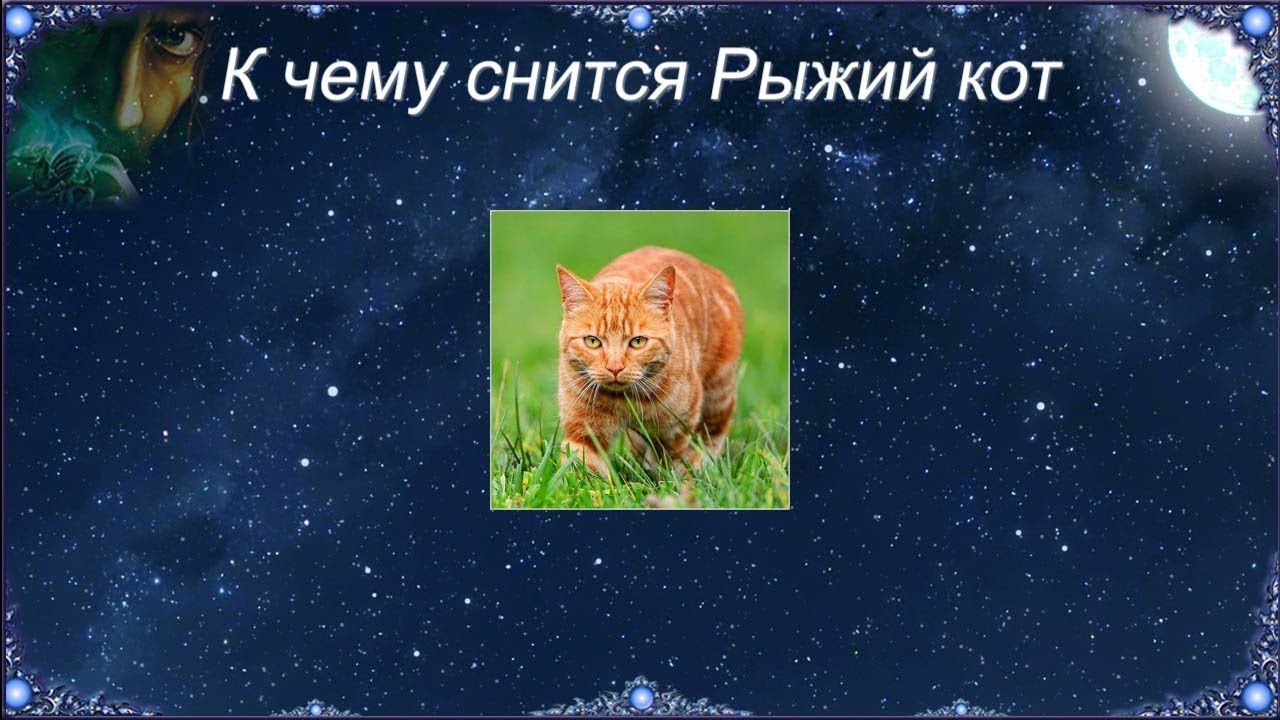 К чему снится Рыжий кот (Сонник)