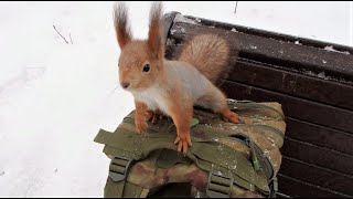 Голодные птицы не дают кормить Ушастика и других белок / Birds do not allow to feed the Ushastik