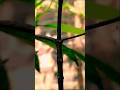 Creative Photography | Tips & Tricks #editing #photography #nature #tipsandtricks #viralshorts #fyp