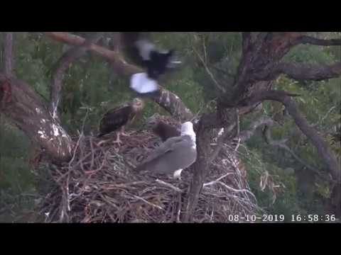 Magpie buzzing eagles on nest ~ ©SeaEagleCAM Team