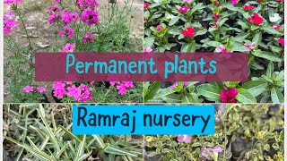 Seasonal and hanging plants at ramraj nursery