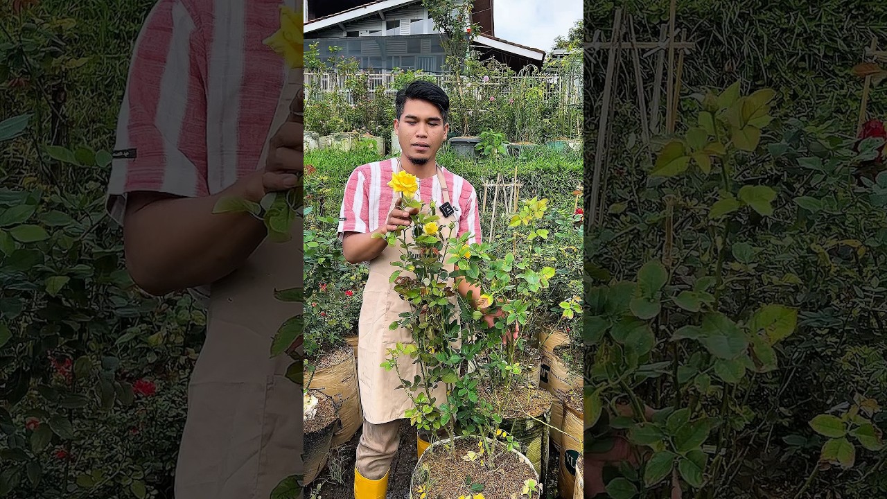 Mawar Kuning Ini Bukan Sembarangan! Wanginya Bikin Lupa Pulang! 😍🌼