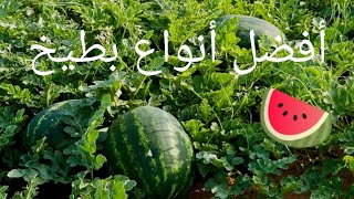 زراعة بطيخ أحمر الدلاح جميع الخطوات من حرث حتى زراعة 