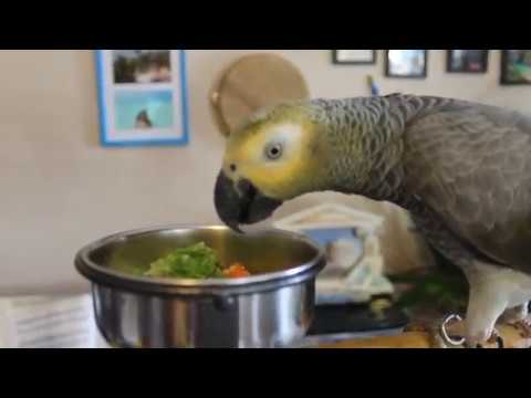 Video: How To Feed A Parrot