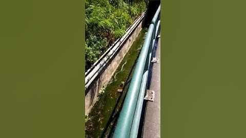 Large Hong Kong Snake sighting Lamma Island 香港大蛇