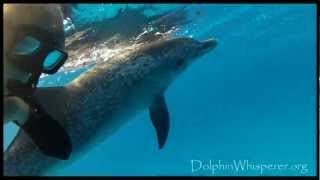 Swimming w/Wild Dolphins - Joe Cocker, A Little Help from my Friends