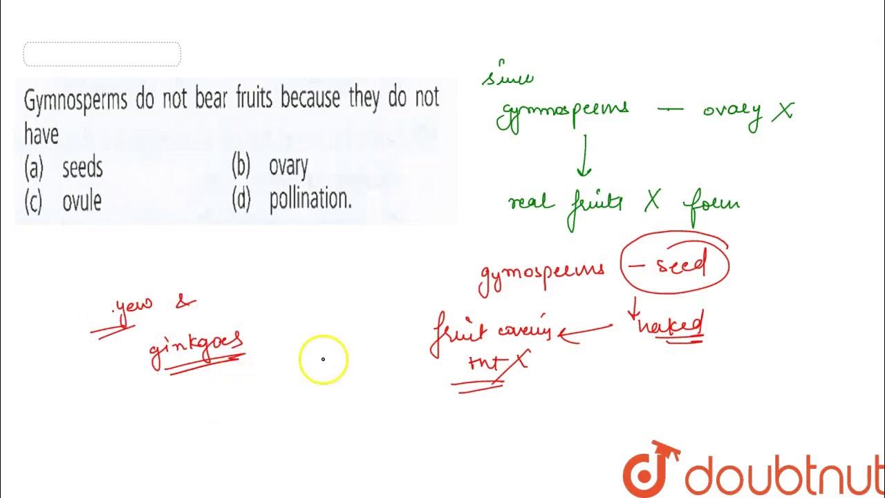 Gymnosperms do not bear fruits because they do not have YouTube