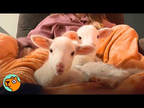Tiny Baby Lambs Don't Leave Lady’s Side After She Saved Them | Cuddle Buddies