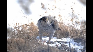 바람의 혼 참매