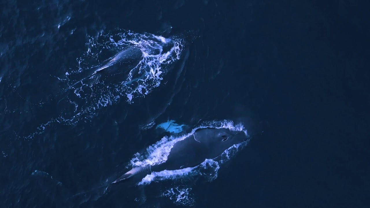 Focus Sport Optics Discover in Skjervøy, Norway by Lisa Sihlberg