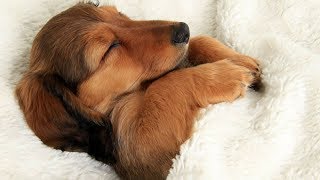 Relaxation music for dogs - Relaxing music to cure separation anxiety and promote sleep