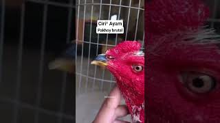 Ciri Ciri Ayam Pakhoy gagah Sekali aydanakoy ayambangkok ayamhias ayam