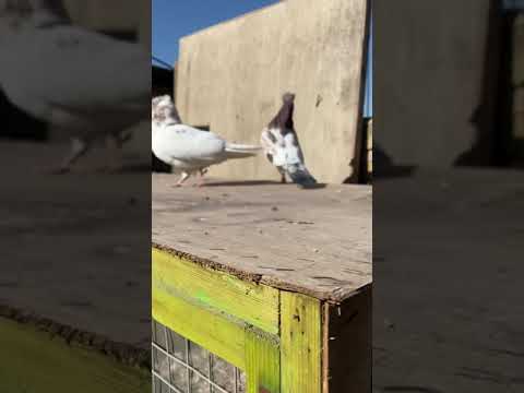 للعرض من حلالي 