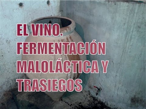 4/5. FERMENTACION MALOLACTICA Y TRASIEGOS- ELABORACION CASERA Y TRADICIONAL DEL VINO