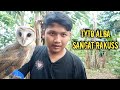 TYTO ALBA LAHAP 10 EKOR BURUNG PUYUH