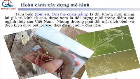 Vlog Nuôi Tôm: Mô Hình Nuôi Luân Canh Tôm Biển Cá Rô Phi - Dũng Cá