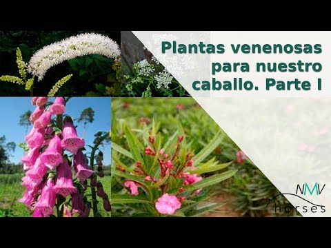 Video: Caballos y plantas venenosas - ¿Qué plantas son venenosas para los caballos?