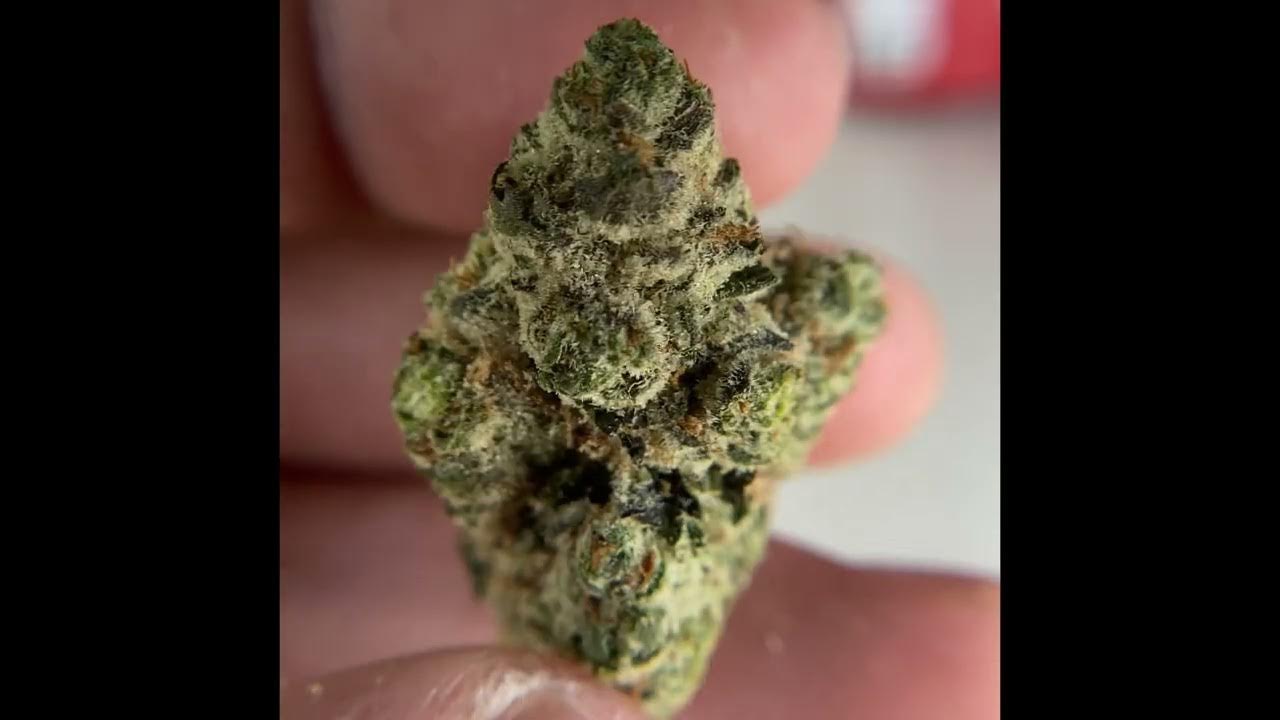 Cresco Lemon Bean Review YouTube