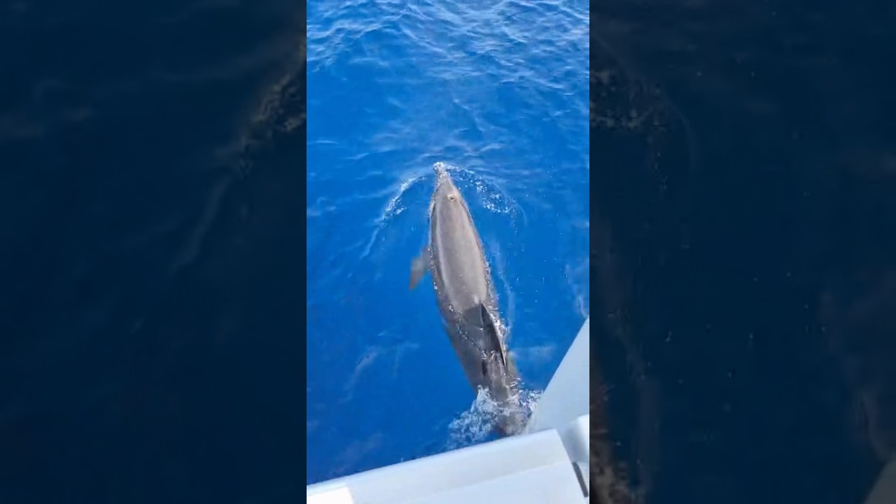 Dolphin tour in Fuerteventura 💙🐬