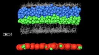 Connectome of the mouse retina