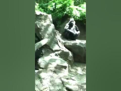 masturbating gorilla - YouTube