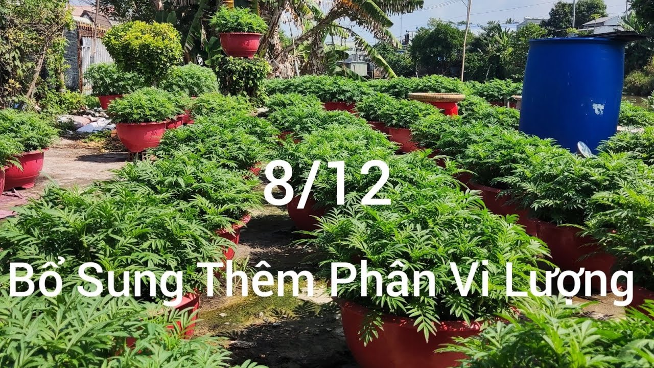 Giai Đoạn Bổ Sung Vi Lượng Giúp Cây Cứng ,Bông Sắc Đẹp 