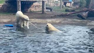 Powerful Polar Bear Tug Of War Caught On Video