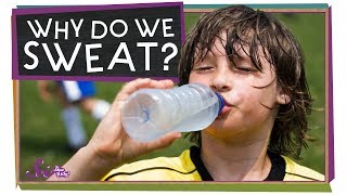 Why Do We Sweat? | Sports Science | SciShow Kids Resimi