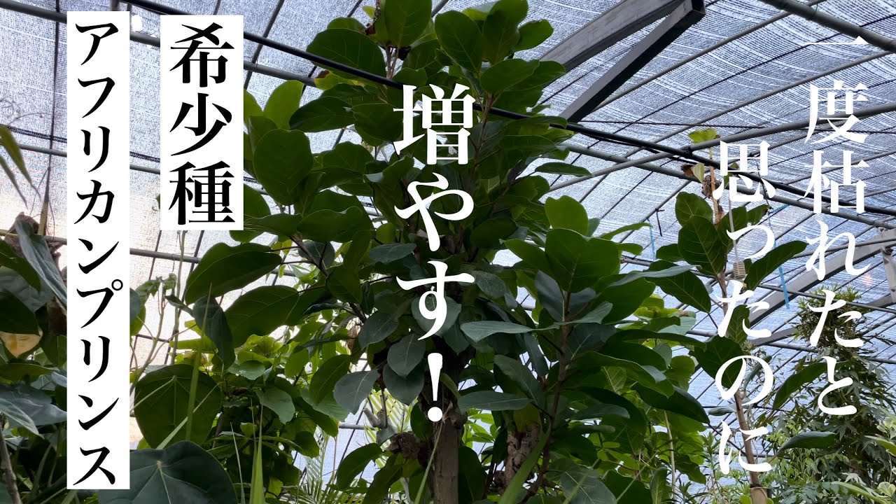 希少種】アフリカンプリンス傷んで切り落としたけど1年後ビックリ