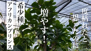 希少種】アフリカンプリンス傷んで切り落としたけど1年後ビックリ