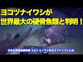 日本の深海性固有種ヨコヅナイワシが世界最大の硬骨魚類と判明 World's largest teleost fish is Japan's deep-sea endemic species