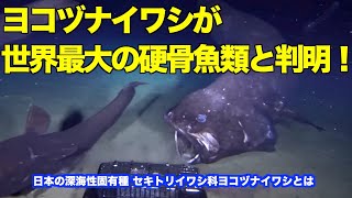 日本の深海性固有種ヨコヅナイワシが世界最大の硬骨魚類と判明 World's largest teleost fish is Japan's deep-sea endemic species