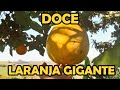 COMO FAZER UM DOCE DE LARANJA GIGANTE ou TORANJA FICA UMA DELÍCIA, receitas rápidas e fácies