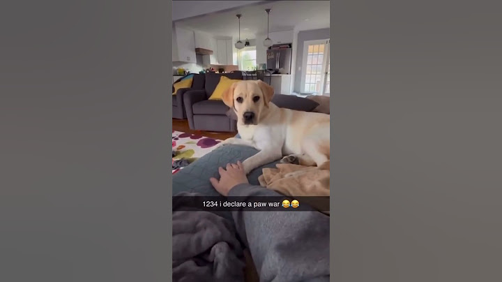 Can you believe this dog🥸 #dogs #dogshorts #dogsofyoutube #dogsofinstagram #reacts #reaction